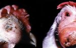 Пастереллез – инфекционное заболевание домашних курочек – всё о домашней птице