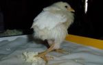 Стоп авитаминозу у цыплят – особенности применения тривитамина п – всё о домашней птице