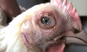 Опасное заболевание кур – хрипы: причины и методы лечения – всё о домашней птице