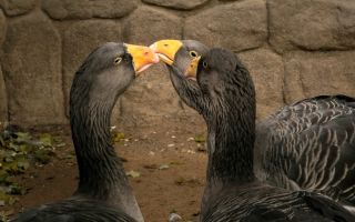 Бойцовые гуси: описание видов и зрелищные гусиные бои – всё о домашней птице