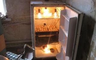 Инкубатор – вторая жизнь старого холодильника – всё о домашней птице