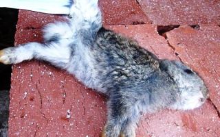 Боремся с кокцидиозом у кроликов – всё о домашней птице