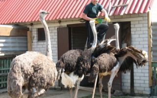 Секреты забоя страусов на ферме – всё о домашней птице