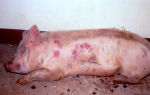 Самые распространенные болезни у свинок – симптомы и лечение – всё о домашней птице