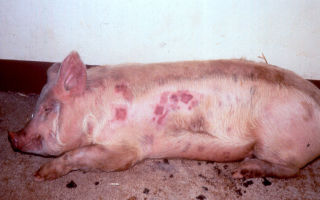 Самые распространенные болезни у свинок – симптомы и лечение – всё о домашней птице
