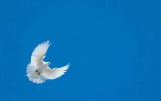 Возносимся к небу с голубями-высоколетами – всё о домашней птице