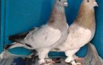 Соликокс – помощь в борьбе с кокцидиозом кроликов – всё о домашней птице