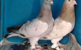 Бойные пернатые: описание турецкой породы голубей такла – всё о домашней птице