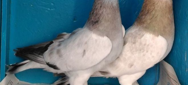 Бойные пернатые: описание турецкой породы голубей такла – всё о домашней птице