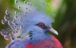 Крупный представитель из семейства голубиных – венценосный пернатый – всё о домашней птице