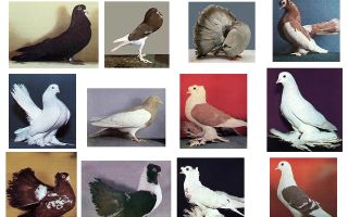 Какие бывают бойные породы голубей? – всё о домашней птице
