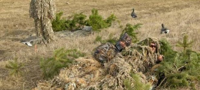 Скрадок – лучшая маскировка на гусиной охоте – всё о домашней птице