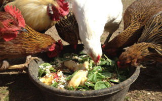 Все о прогулках цыплят и их питании зеленью крапивы – всё о домашней птице