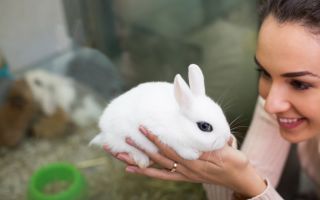Азбука кормления декоративных кроликов – всё о домашней птице