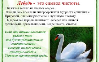Белые лебеди – символ чистоты – всё о домашней птице