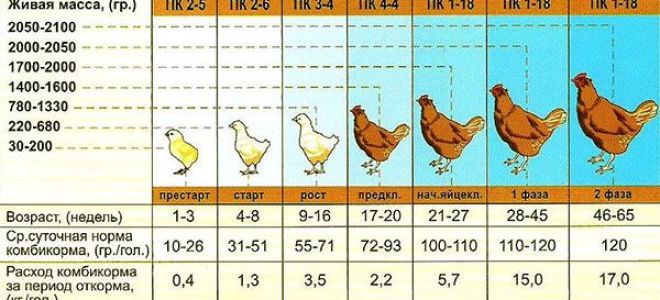 Курятники, клетки и кормушки – всё о домашней птице