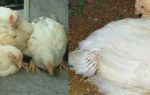 Сальмонеллез – страшный и мучительный недуг домашних кур – всё о домашней птице
