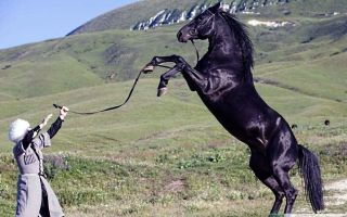 Кабардинская или черкесская порода – лошади кавказских гор – всё о домашней птице