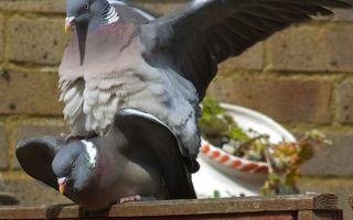Спаривание голубей: тонкости размножения – всё о домашней птице