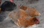 Как защитить курицу от вшей: основы лечения и профилактики – всё о домашней птице