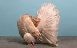 Самые известные породы домашних голубей, покорившие сердце человека – всё о домашней птице