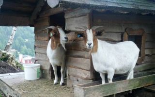 Молочные кормилицы швейцарии – козы альпийские – всё о домашней птице