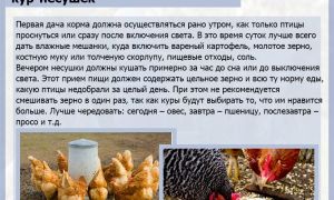 Кормление кур комбикормом: какой корм давать и как его сделать самому? – всё о домашней птице