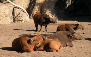 Маленькие, да удаленькие: обзор карликовых видов буйволов – всё о домашней птице