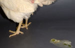 Птичья диарея – как избавить курицу от поноса – всё о домашней птице