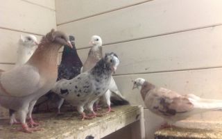 Такие разные бакинские бойные голуби – всё о домашней птице
