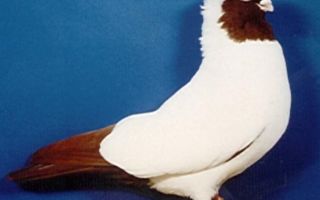 Благородная порода: все о немецких голубях-монахах – всё о домашней птице