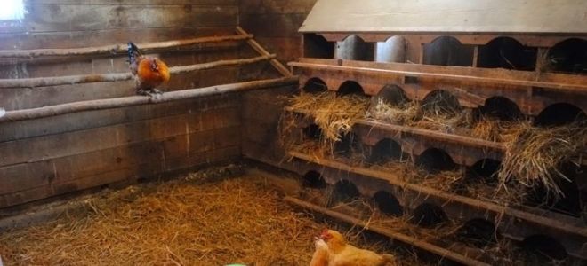 Мастерим курочкам вольер – всё о домашней птице