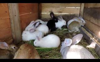 Как лечить кроликов от диареи? – всё о домашней птице