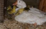 Яйценоскость домашних гусей: сколько дней и как гусыня высиживает яйца – всё о домашней птице
