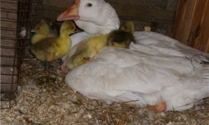 Яйценоскость домашних гусей: сколько дней и как гусыня высиживает яйца – всё о домашней птице