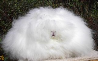Милые и пушистые: самые красивые декоративные кролики – всё о домашней птице