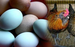 Араукана – экзотические курочки, несущие цветные яйца – всё о домашней птице