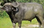 Самые грозные буйволы: азиатский и африканский – всё о домашней птице