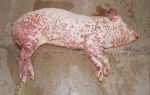Рожа у свиней: как избежать опасное заболевание? – всё о домашней птице