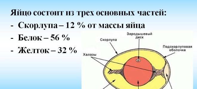 Все тайны куриного яйца: разбираем состав и строение – всё о домашней птице