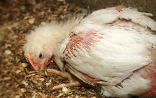 Скажем паразитам “нет” – лечение куриного кокцидиоза – всё о домашней птице