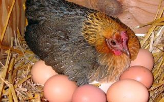 Секреты хорошей яйценоскости курочек – всё о домашней птице
