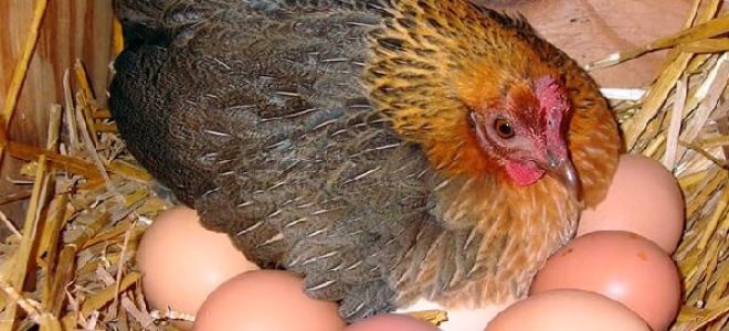 Секреты хорошей яйценоскости курочек – всё о домашней птице