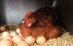 Курица несушка: когда ждать потомство? – всё о домашней птице