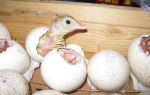 Как нужно овоскопировать яйца голубей? – всё о домашней птице