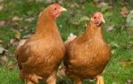 Лечение кур – всё о домашней птице