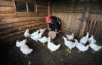 Прибыльное дело для хозяина – разведение гусей на ферме – всё о домашней птице