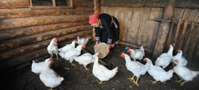 Прибыльное дело для хозяина – разведение гусей на ферме – всё о домашней птице