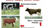Буренки-кормилицы: лучшие породы коров с высокой молочной продуктивностью – всё о домашней птице