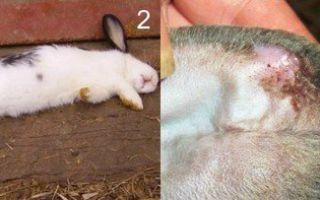 Определение симптомов геморрагической болезни у кроликов и способы её лечения – всё о домашней птице